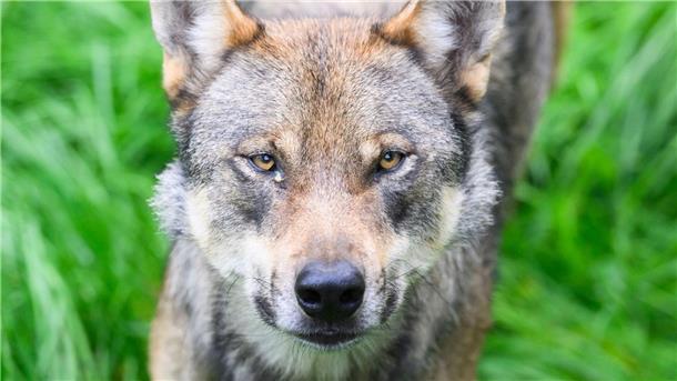 EU-Kommission will Schutzstatus für Wölfe senken Die Umweltminister von Bund und Ländern hatten sich vor rund drei Wochen darauf verständigt, dass problematische Wölfe, die Schutzzäune überwunden und Nutztiere gerissen haben, in Deutschland künftig deutlich schneller als bisher getötet werden können.