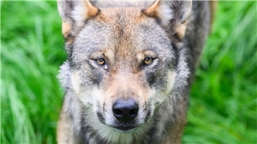 Die Umweltminister von Bund und Ländern hatten sich vor rund drei Wochen darauf verständigt, dass problematische Wölfe, die Schutzzäune überwunden und Nutztiere gerissen haben, in Deutschland künftig deutlich schneller als bisher getötet werden können.