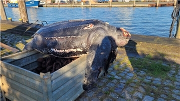 Die verendete Lederschildkröte im Hafen von Büsum.