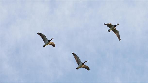 Drei Weißwangengänse fliegen am Himmel 