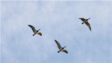 Drei Weißwangengänse fliegen am Himmel 
