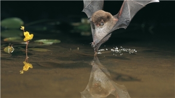 Die Wasserfledermaus jagt dicht an der Wasseroberfläche.