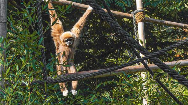 Die Weißhandgibbondame „Hexe“ fühlt sich sichtlich wohl im Wingster Zoo. Jetzt feierte sie ebendort ihren 50. Geburtstag.