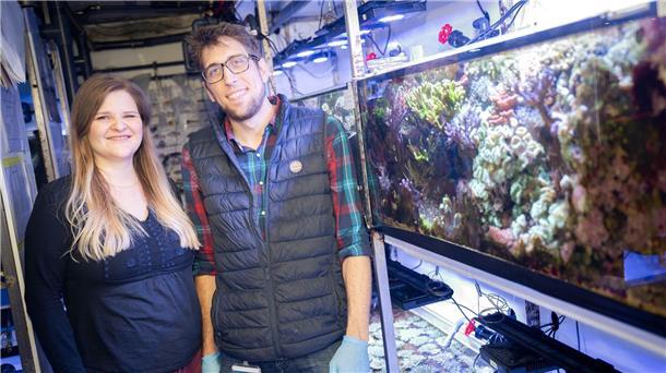 Korallen-Zucht im Aquarium - Rettung für tote Riffe? Die Wissenschaftler Mareen Möller und Samuel Nietzer wollen Steinkorallen auf natürliche Weise geschlechtlich vermehren und in den Handel bringen.