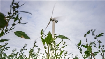 Die Wurster Küste und ihr Hinterland – hier der Windpark bei Misselwarden – gelten aufgrund des hohen und beständigen Windaufkommens als besonders wirtschaftliche Standorte für Windparks.