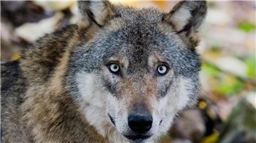 Ein Wolf steht im Wisentgehege.