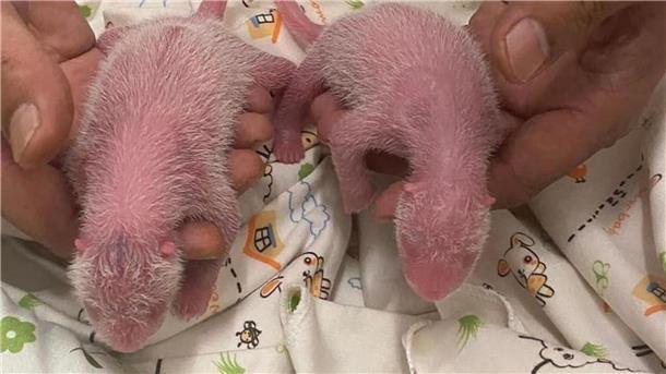 Panda-Dame Ying Ying beschert Hongkonger Zoo Nachwuchs Die Zeit kurz nach der Geburt ist besonders kritisch bei Panda-Babys.