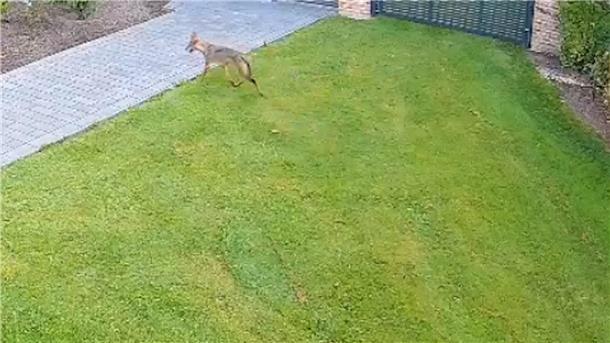 Ein Wolf läuft durch einen Garten in Langen.