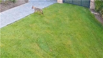 Ein Wolf läuft durch einen Garten in Langen.
