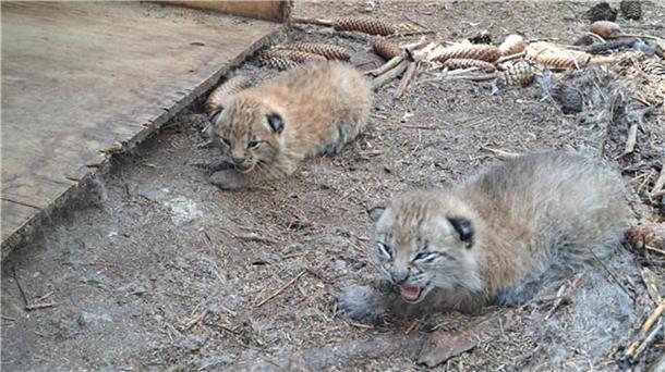 Diese beide Luchs-Babys wurden 2023 geboren. In diesem Jahr ist der Nachwuchs ausgeblieben. 