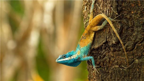 380 neue Tier- und Pflanzenarten entdeckt Diese Blaukopf-Schönechse (Calotes goetzi) aus Kambodscha posiert für ein Foto.
