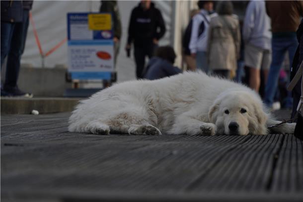Diese Hundedame nahm das Treiben um sie herum sehr gelassen.