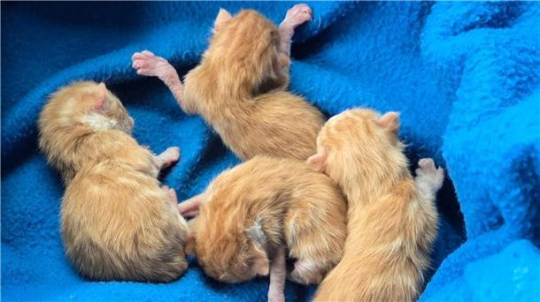 Diese Kitten - mittlerweile leider alle verstorben - wurden in Stadland gefunden. Die Mutterkatze hatte sie zurückgelassen. 