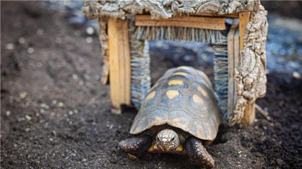 Diese Schildkröte krabbelt durch einen Durchgang mit Bürsten. Der sieht ein bisschen aus wie eine Mini-Waschstraße.
