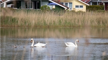 Schwäne See