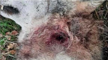Ein Jäger machte dieses Foto von dem in Stubben gefundenen Wolf. Die Wunde am Hals wurde zunächst fälschlicherweise für eine Schussverletzung gehalten. 
