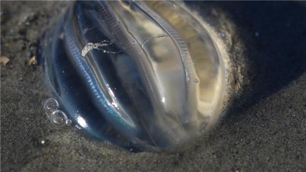 Wattwanderungen: Die geheimnisvolle Anziehungskraft der Gezeiten Diese Seestachelbeere wurde vom ablaufenden Wasser überrascht. Im richtigen Licht schimmern ihre Wimperplättchen in Regenbogenfarben.