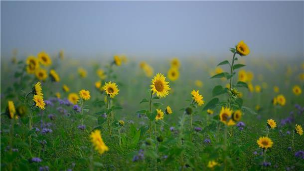 Diese Sonnenblumen strecken sich zur Sonne.