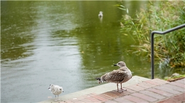 Tiere im Park.