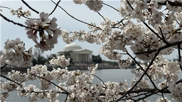 Rund um den Tidal Basin See mit dem Thomas Jefferson Memorial blühen mitten in Washington Hunderte Kirschbäume