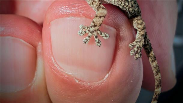 Frau in Polen findet Gecko in Rucola-Packung Diesen Gecko fand eine Frau aus Polen in einer Packung Rucola-Salat aus dem Supermarkt.
