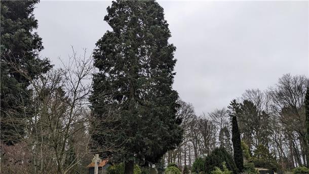 Dieser abendländische Lebensbaum auf dem Friedhof Driftsethe ist in die Kritik geraten.