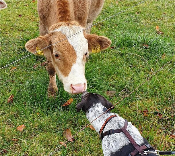 Dieser Hund schmust gerne mit Kühen und verteilt ihnen liebevoll Bussis. Kein Ri...
