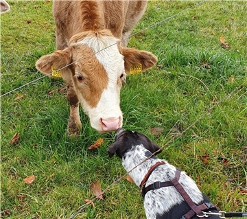 Dieser Hund schmust gerne mit Kühen und verteilt ihnen liebevoll Bussis. Kein Ri...
