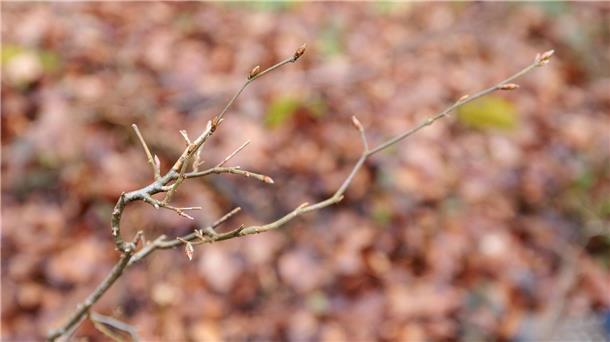 Zu viele Knospen weggeknabbert Dieser junge Trieb eines Baumes wurde angeknabbert.