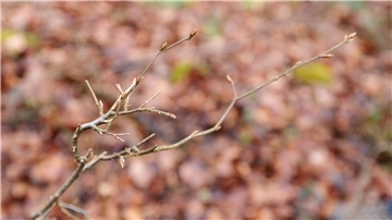 Zu viele Knospen weggeknabbert Dieser junge Trieb eines Baumes wurde angeknabbert.