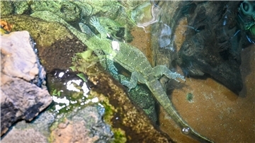 Dieser Waran, hier noch im Wasserbecken in seinem Gehege, ist ausgebüxt und versteckt sich seit Freitagvormittag im Klimahaus.