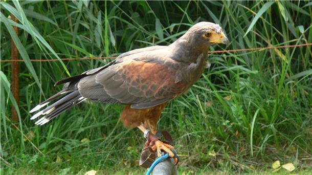 Wüstenbussard auf einer Stange