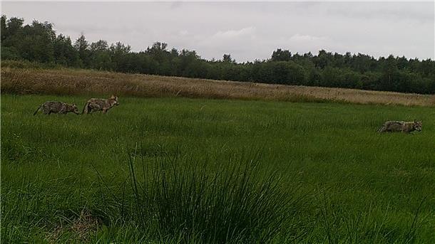 Dieses Foto eines Wolfrudels wurde Mitte August in Sellstedt von einer Wildtierkamera aufgenommen.