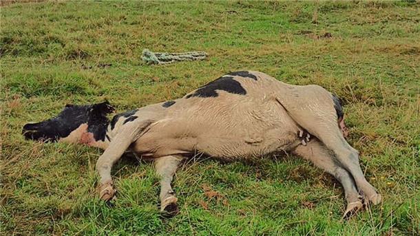 Dieses Rind war in einen Graben gehetzt und dort angefressen worden. Es war aber so schwer verletzt, dass es eingeschläfert werden musste.