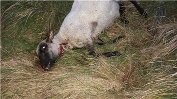 Dieses Schaf wurde in dieser Woche mit einem Kehlbiss auf einer Weide bei Misselwarden getötet.