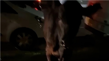 Dieses Standbild aus einem Video zeigt die entlaufende Kuh. Zwei Mal wurde sie von einem Polizeiwagen gerammt.