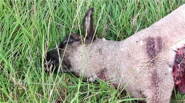 War es ein Wolf? Schafhalter verliert bei Abbehausen vier Lämmer Dieses und drei weitere Lämmer sind am Donnerstag bei Abbehausen tot aufgefunden worden. Ein fünftes Lamm wurde verletzt und konnte gerettet werden.