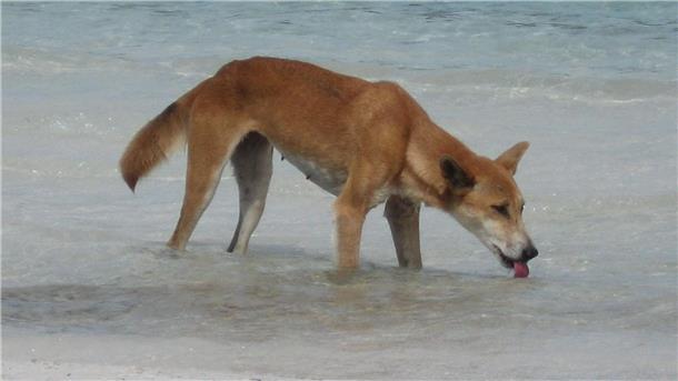 Dingos sind verwilderte Haushunde.