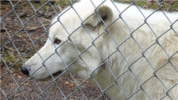 Weißer Wolf