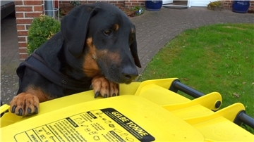 Dobermann-Ridgeback-Mischling Erik lebt in Vorwerk. Dort gibt es dieselben Schwierigkeiten bei der Einführung der Gelben Tonne wie in fast allen Orten des Landkreises Rotenburg.