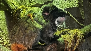 Kaiserschnurrbarttamarine 