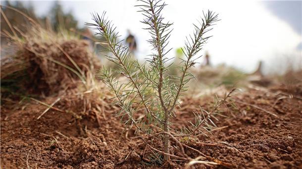 Der deutsche Wald verschwindet Douglasien aus Nordamerika werden nun auch in Deutschland angepflanzt, weil sie besser mit Hitze klarkommen als Fichten.