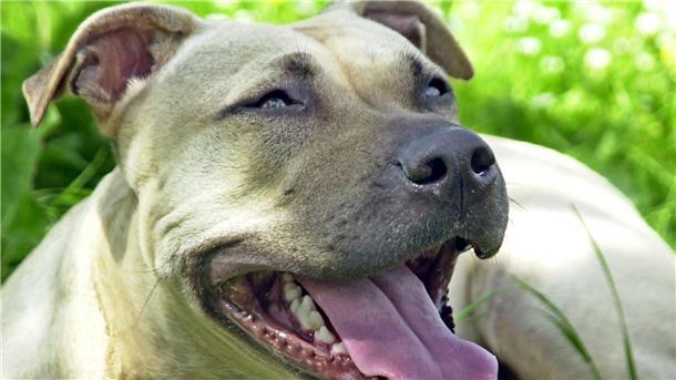 Wenn die Gefahr an der Hundeleine mitläuft, braucht es eine neue Gesetzgebung Ein American Staffordshire Terrier liegt auf einer Wiese.