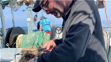 Dr. Matthias Brenner löst die geborgenen Muschelproben. Er will sie mit seinen Kollegen auf mögliche Schadstoffe untersuchen, die von einem versunkenen Kriegsschiff stammen.