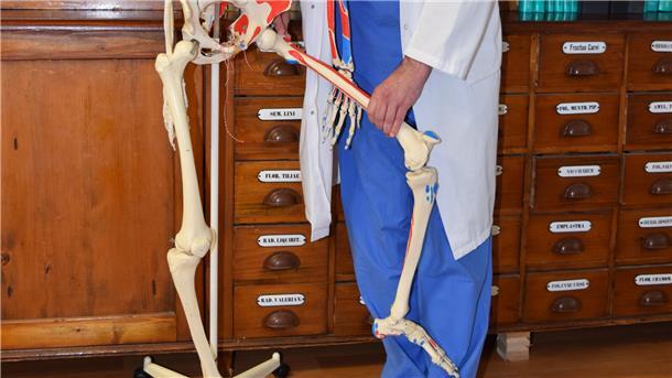 Dr. Reinhold Schütz zeigt am Skelettmodell „Willi“, wo sich häufig Brüche bei Älteren ereignen: am Oberschenkel.