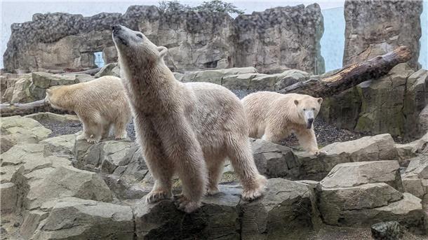 Eisbären