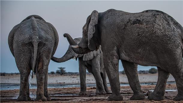 „Los geht’s!“: Elefantenbullen rufen ihre Kumpel Drei Elefantenmännchen begrüßen sich am Mushara-Wasserloch in Namibia.