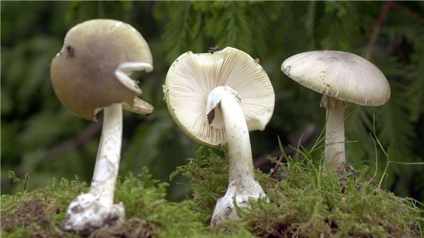 Giftnotruf registriert sehr hohe Zahl an Pilzvergiftungen Drei giftige Grünen Knollenblätterpilze stehen im Rostocker Botanischen Garten.