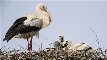 Drei Nachwuchsstörche wachsen momentan in Eckwarden auf. Hier steht Vater Friedward auf dem Nest und hält geduldig Aufsicht über den quirligen Nachwuchs.
