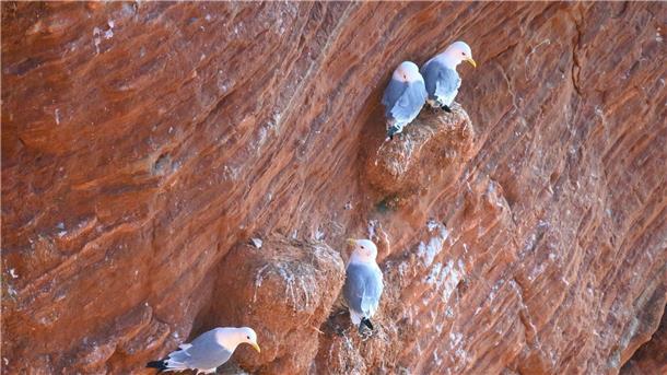 Dreizehenmöwen sitzen auf den roten Klippen (Lummenfelsen) auf Helgoland.